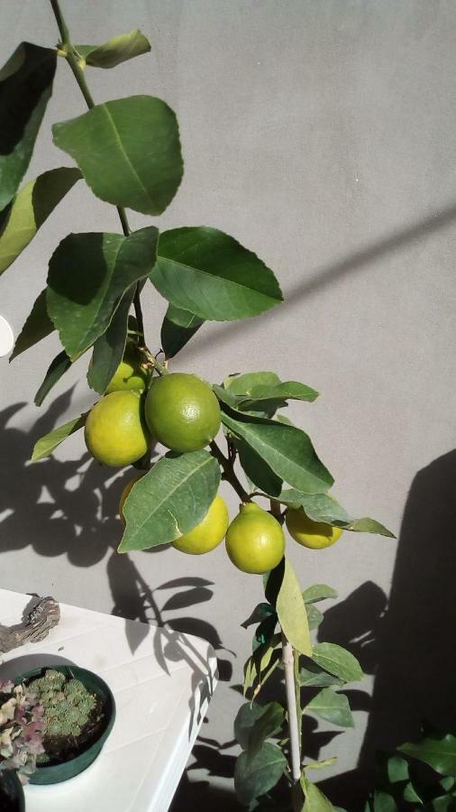 Apartment Sibenik Mandalina ภายนอก รูปภาพ